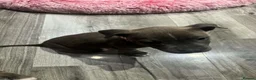 Staffordshire Bull Terrier dogs for sale: Boy/Girl  in Dundee - Advert 7