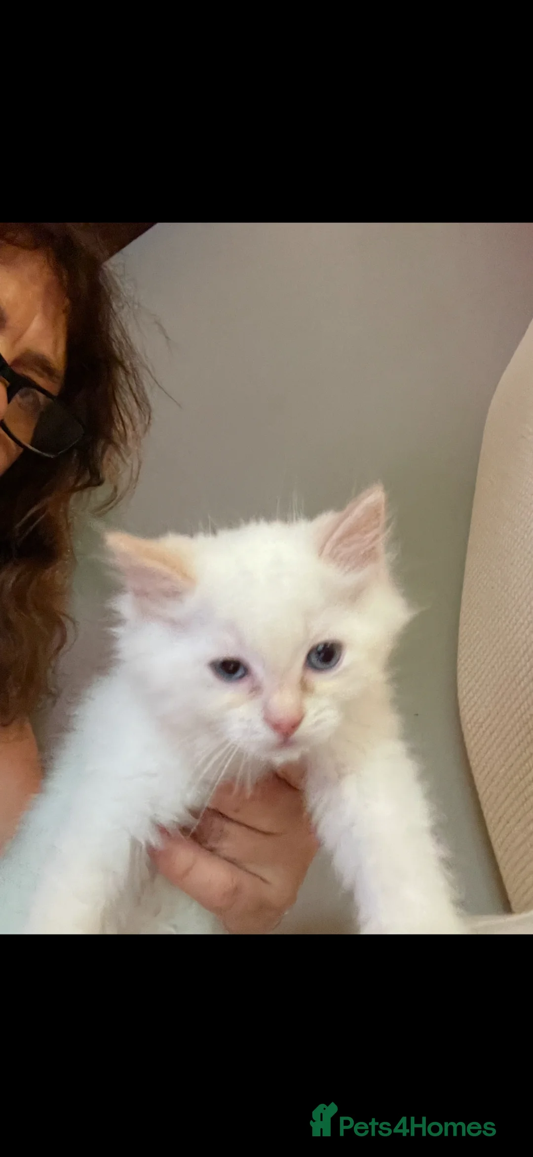 Ragdoll cats for sale: 3 baby ragdoll kittens  - Advert 2
