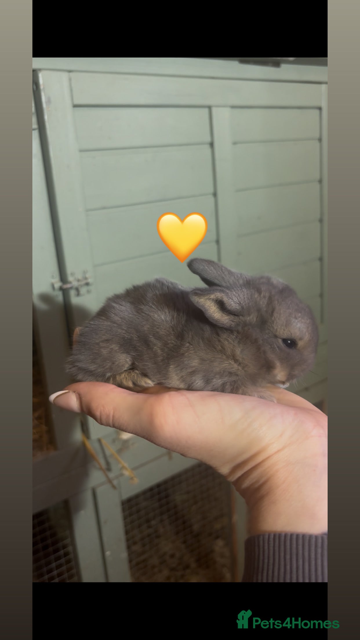 Mini Lop rabbits Last Beautiful mini lop rabbit  - Advert 17