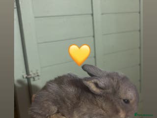 Mini Lop rabbits Last Beautiful mini lop rabbit - Advert 17