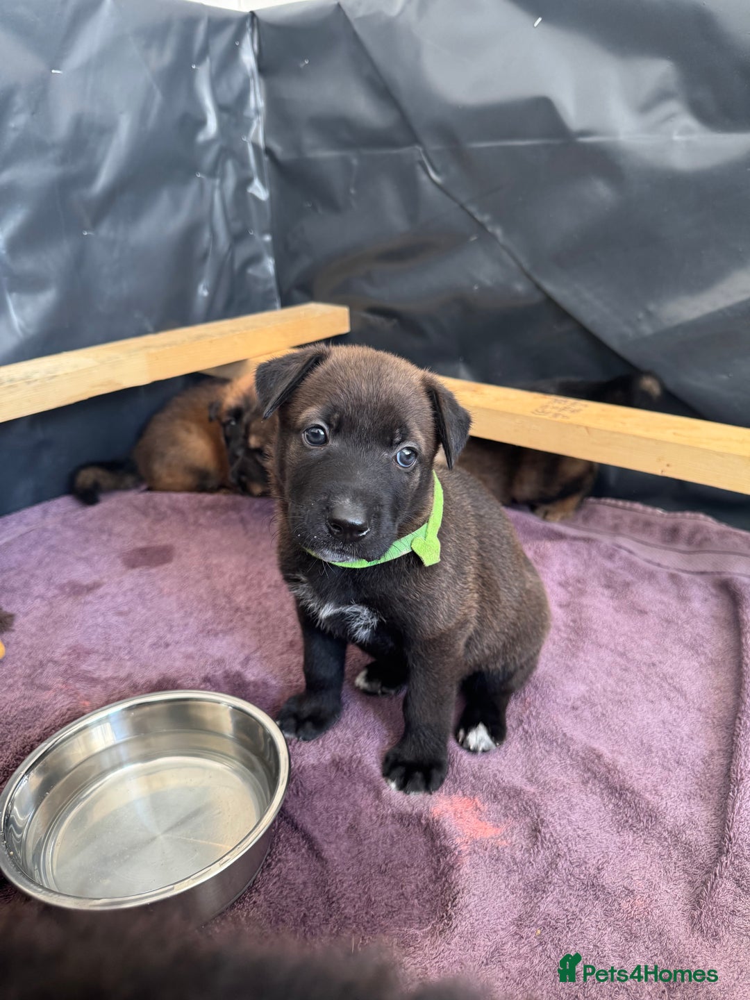 German Shepherd dogs for sale: German shepherd puppies  - Image 17