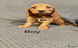 Cockapoo dogs for sale: Cockapoo Puppies F1  - Image 5