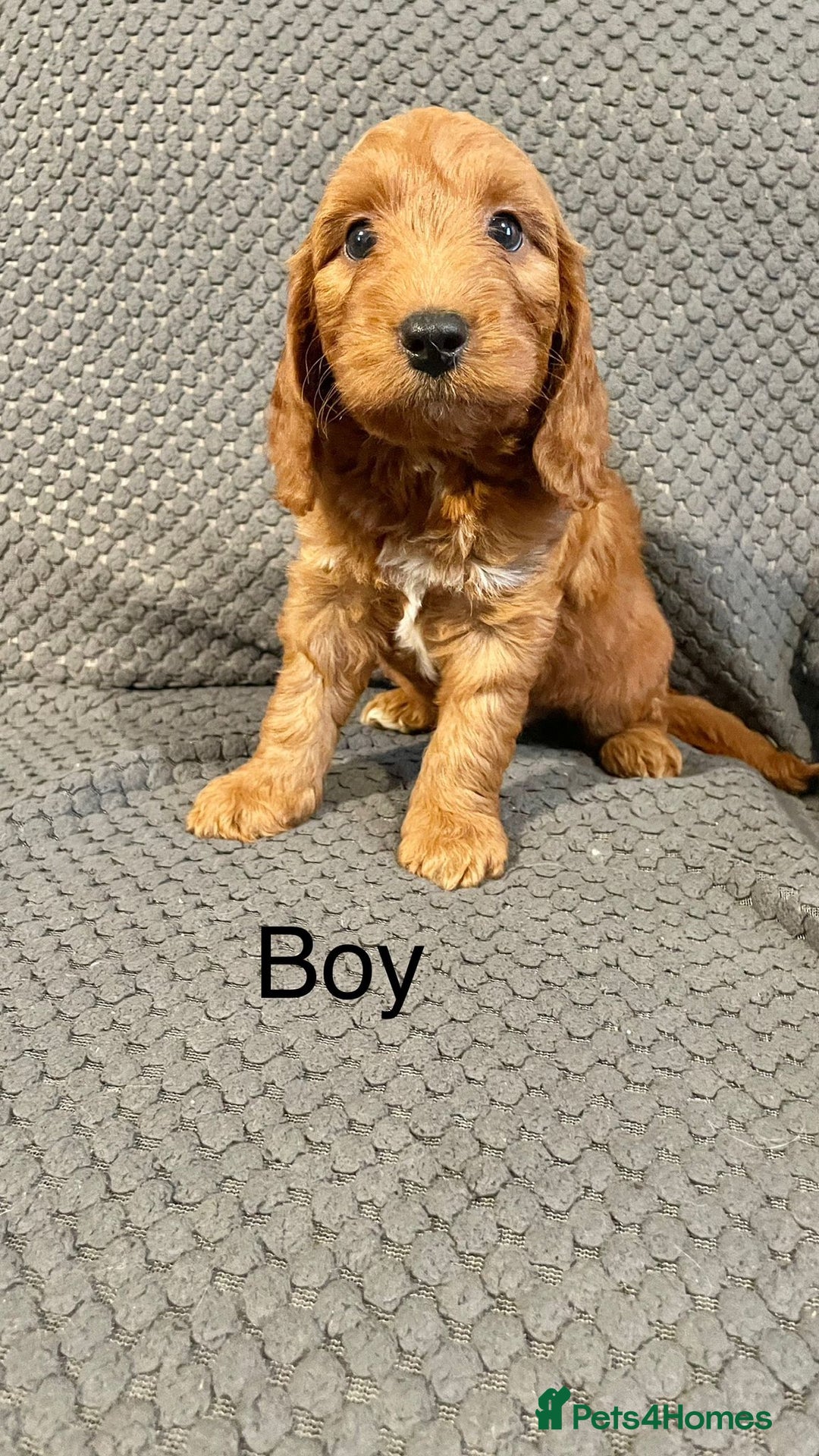 Cockapoo dogs for sale: Cockapoo Puppies F1  - Image 5