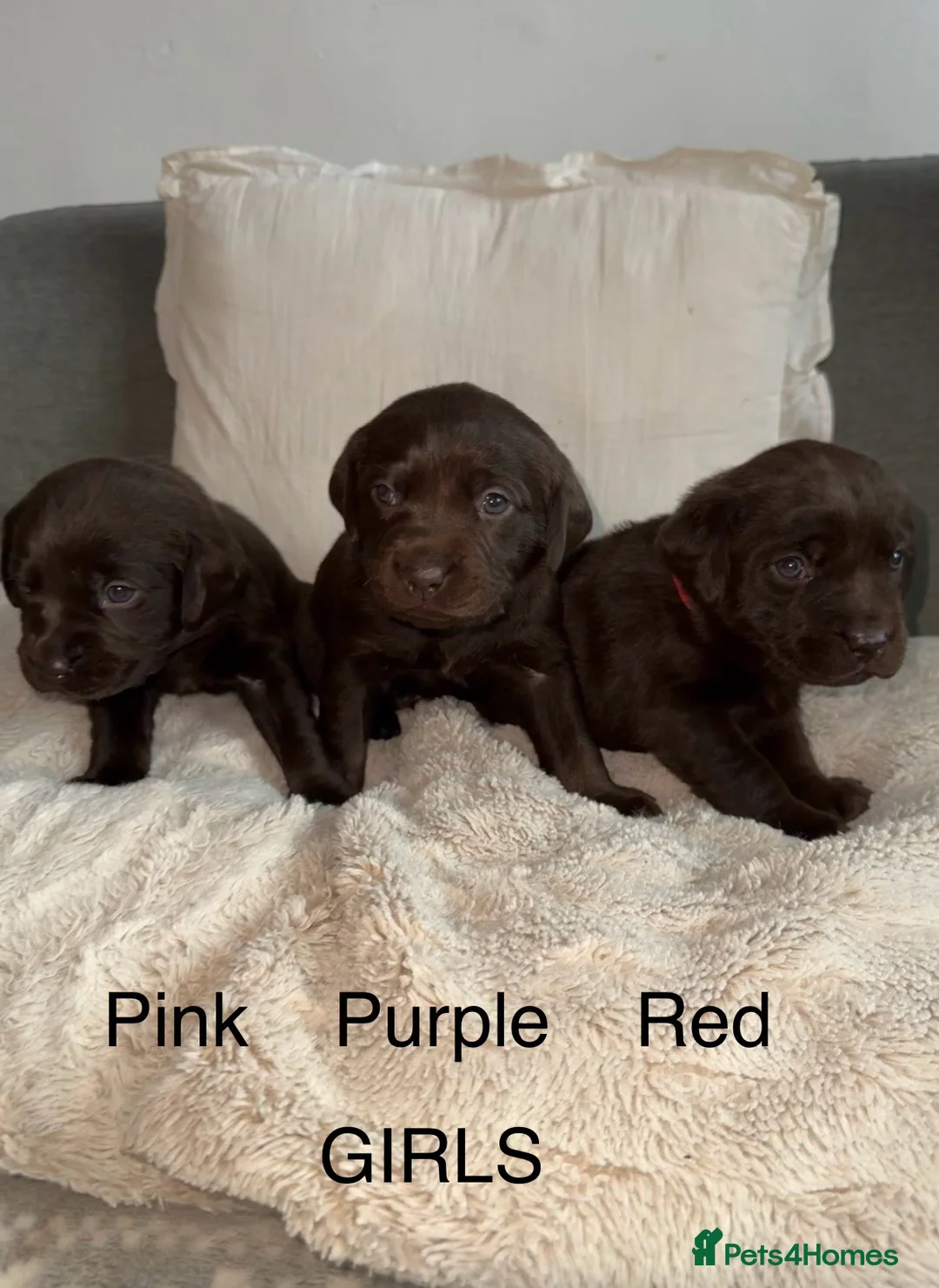 Labrador Retriever dogs for sale: Stunning chocolate Labrador puppies  - Advert 8