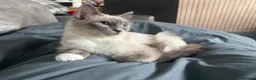Ragdoll cats for sale: Stunning ragdoll kittens  - Advert 14