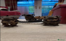 Yorkshire Terrier dogs for sale: Beautiful miniature Yorkie Biewer terriers - Image 4