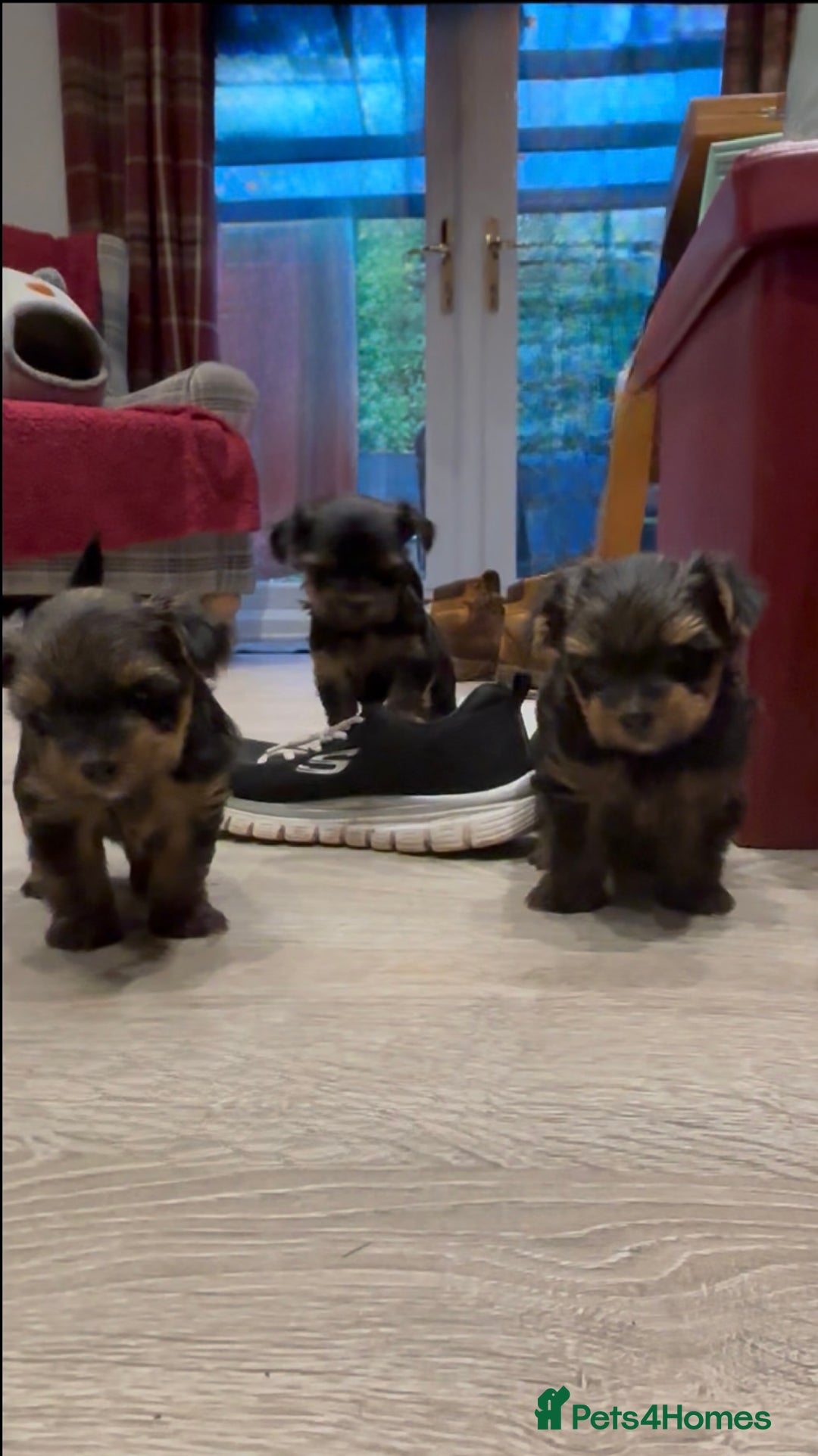 Yorkshire Terrier dogs for sale: Beautiful miniature Yorkie Biewer terriers - Image 4