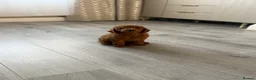 Toy Poodle dogs for sale: Toy poodle 9 weeks - Advert 3