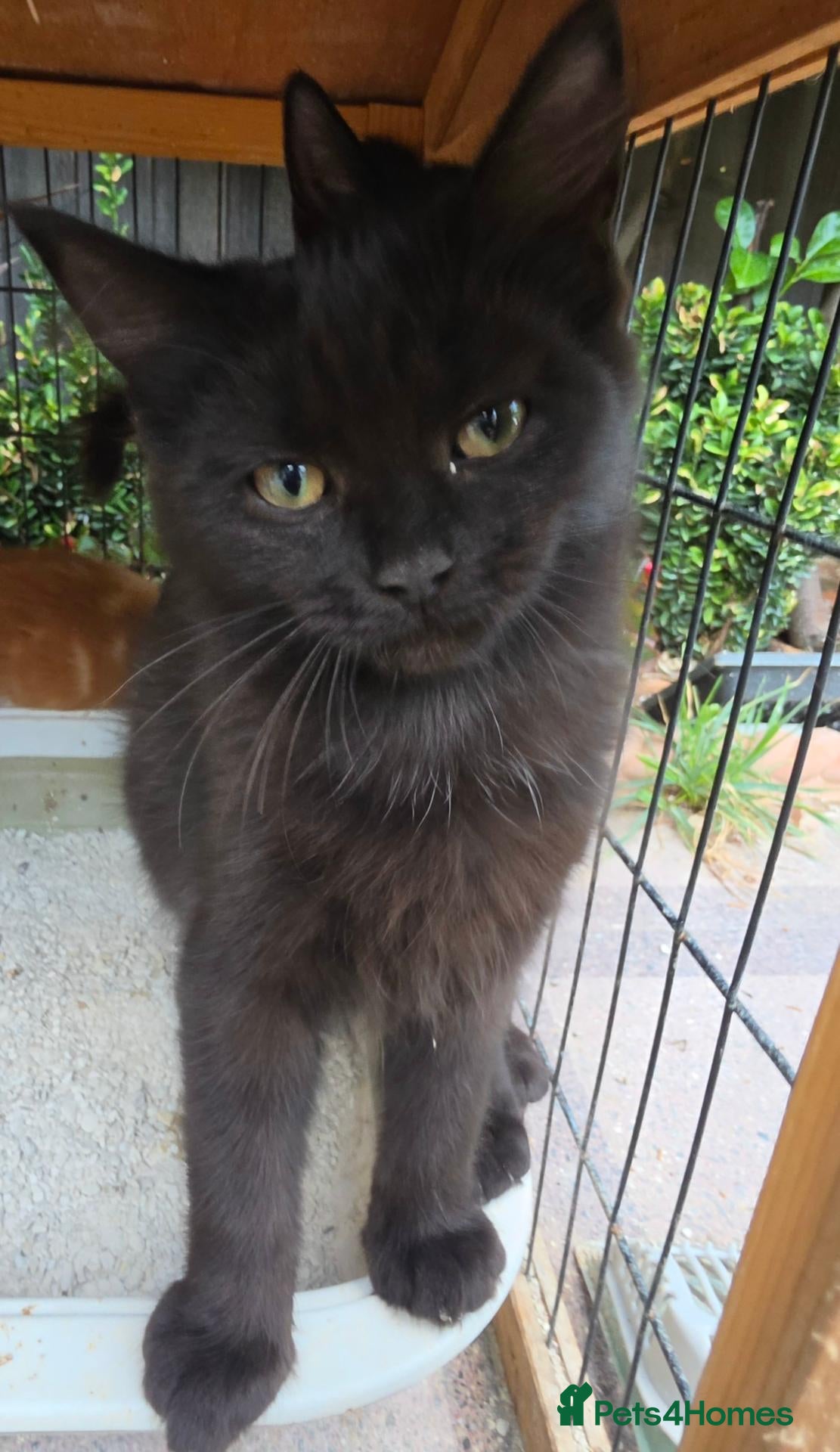 Persian cats Lovely half persian kitten - Advert 1