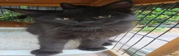 Persian cats for sale: Lovely half persian kitten - Advert 27