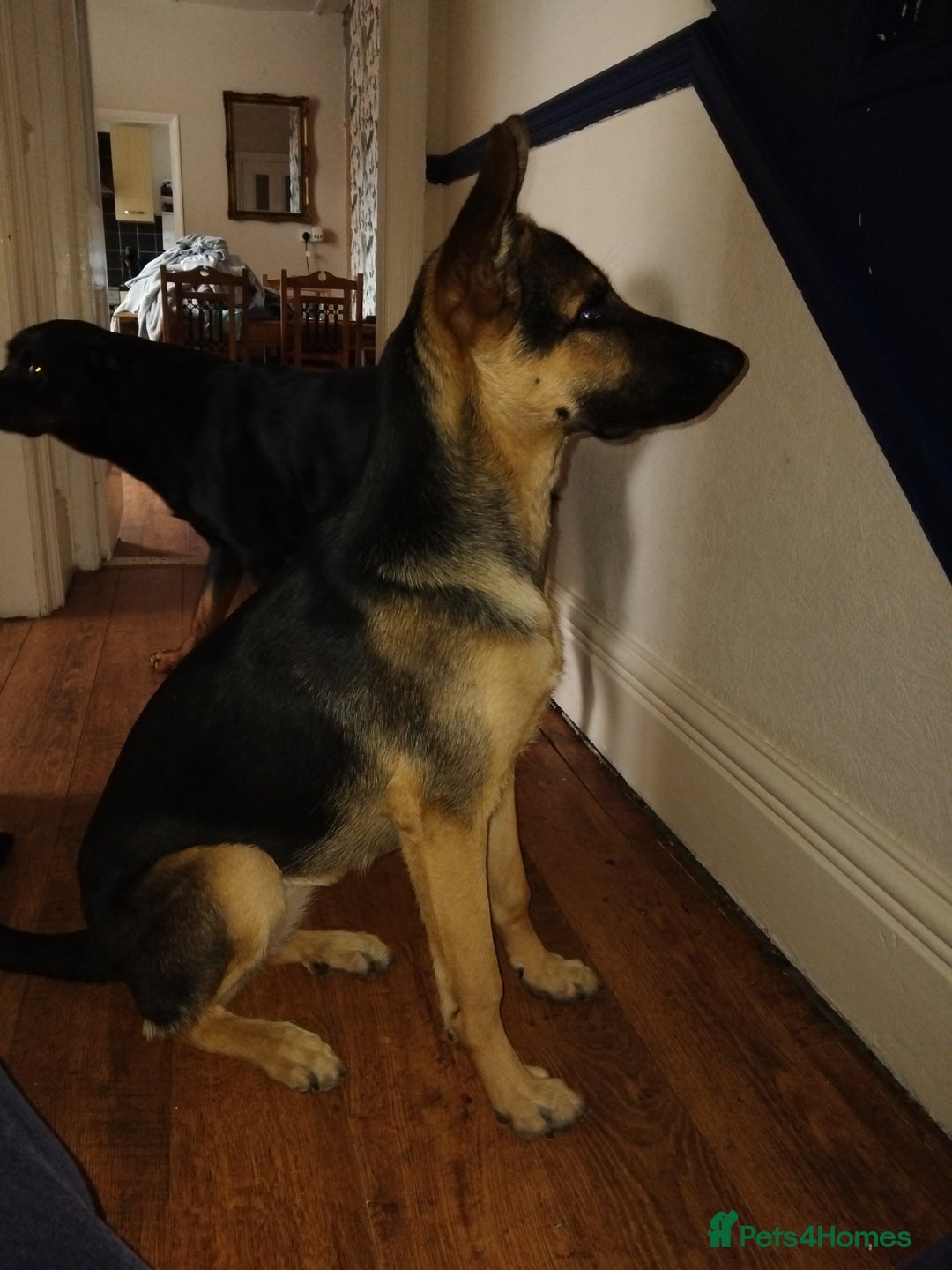 Mixed Breed dogs for sale: Malinois cross - Image 3