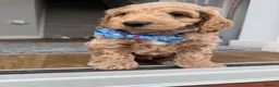 Cockapoo dogs for sale: 1 male gorgeous cockapoo READY TO GO!  - Advert 11