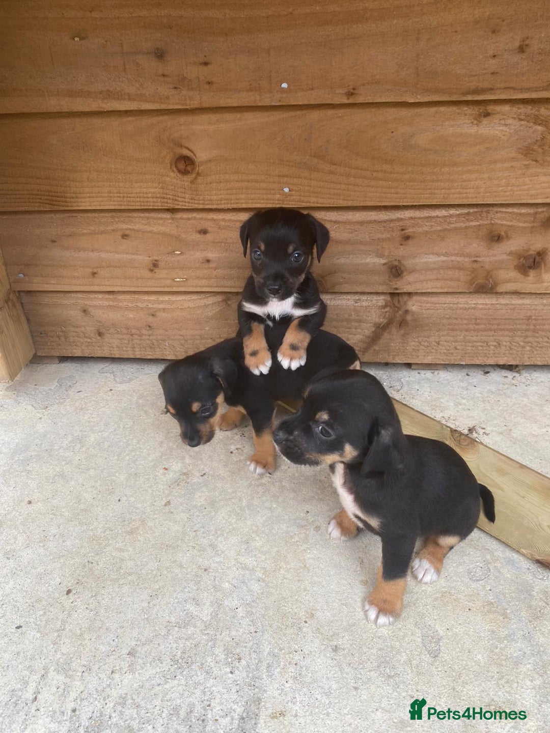 Jack Russell dogs for sale: Stunning litter of Traditional JackRussell pups  - Image 1
