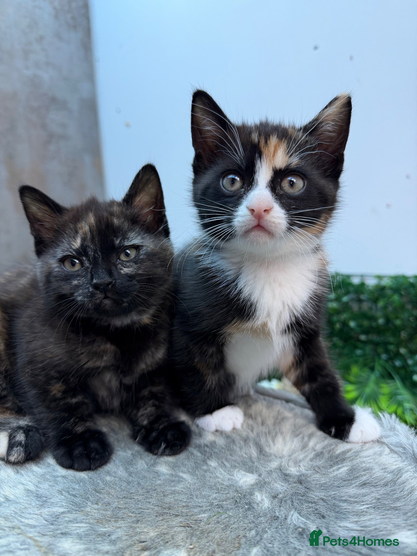 British Shorthair cats for sale: 2 Adorable BSH mixed breed kittens. - Advert 17