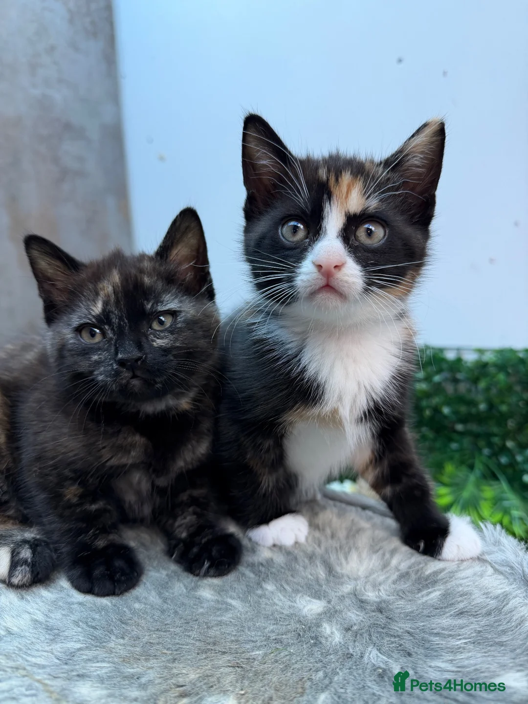 British Shorthair cats for sale: 2 Adorable BSH mixed breed kittens. - Advert 1