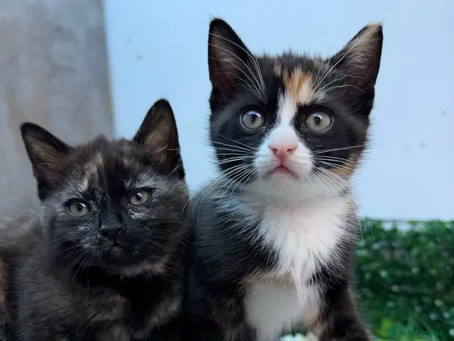 Mixed Breed cats for sale: £399 for 2 Adorable BSH mixed kitten-girls 💖 - Advert 11