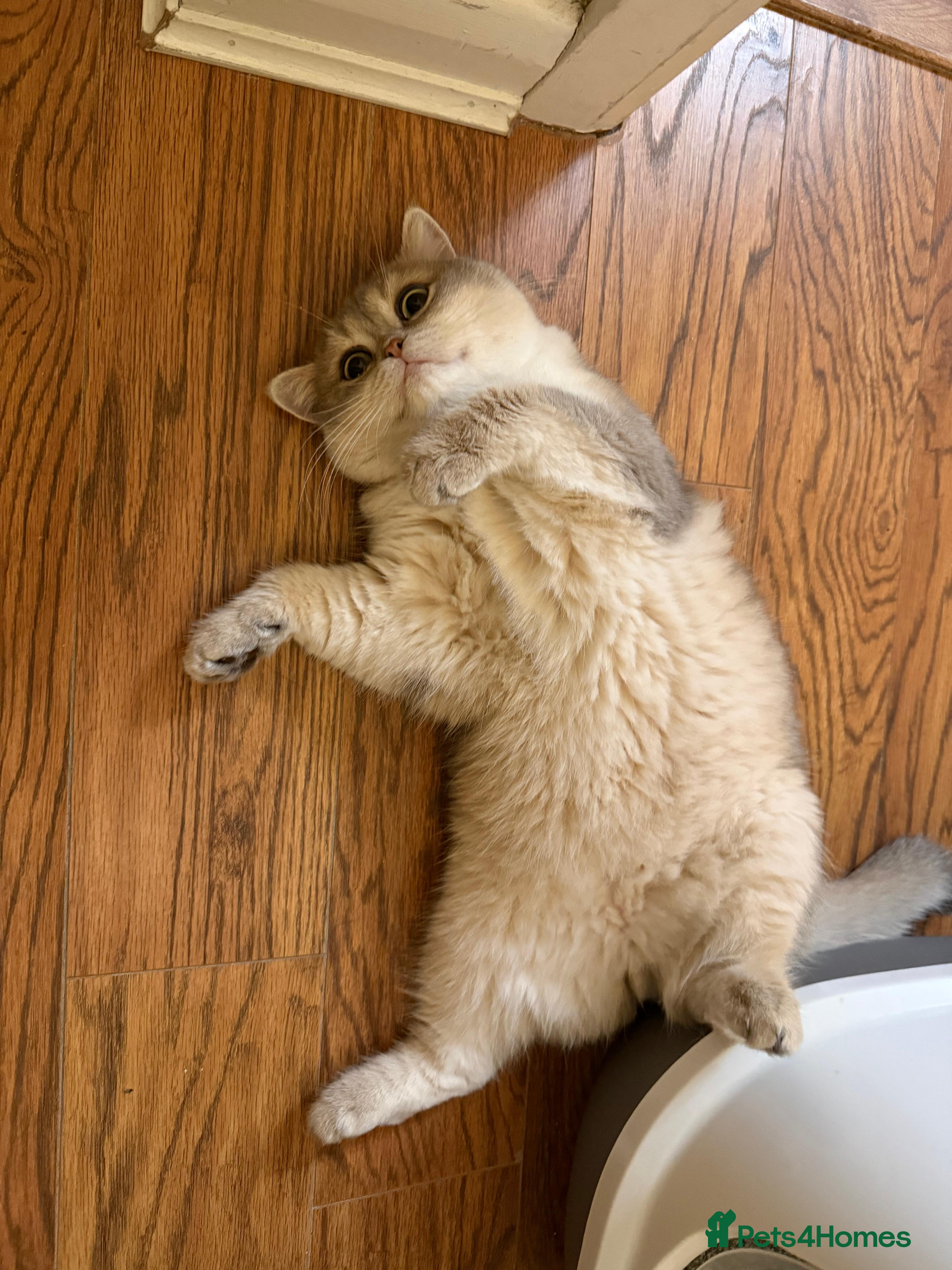 British Shorthair cats  British Golden Shorthair TikTok-sushikardi - Advert 2