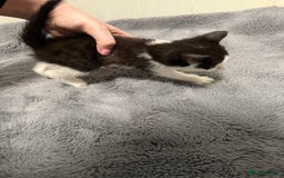 Mixed Breed cats for sale: Mixed kittens 4 males  - Image 9