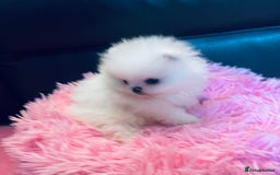 Pomeranian dogs for sale: Stunning teddybear face Boys Ready🌟 - Advert 6