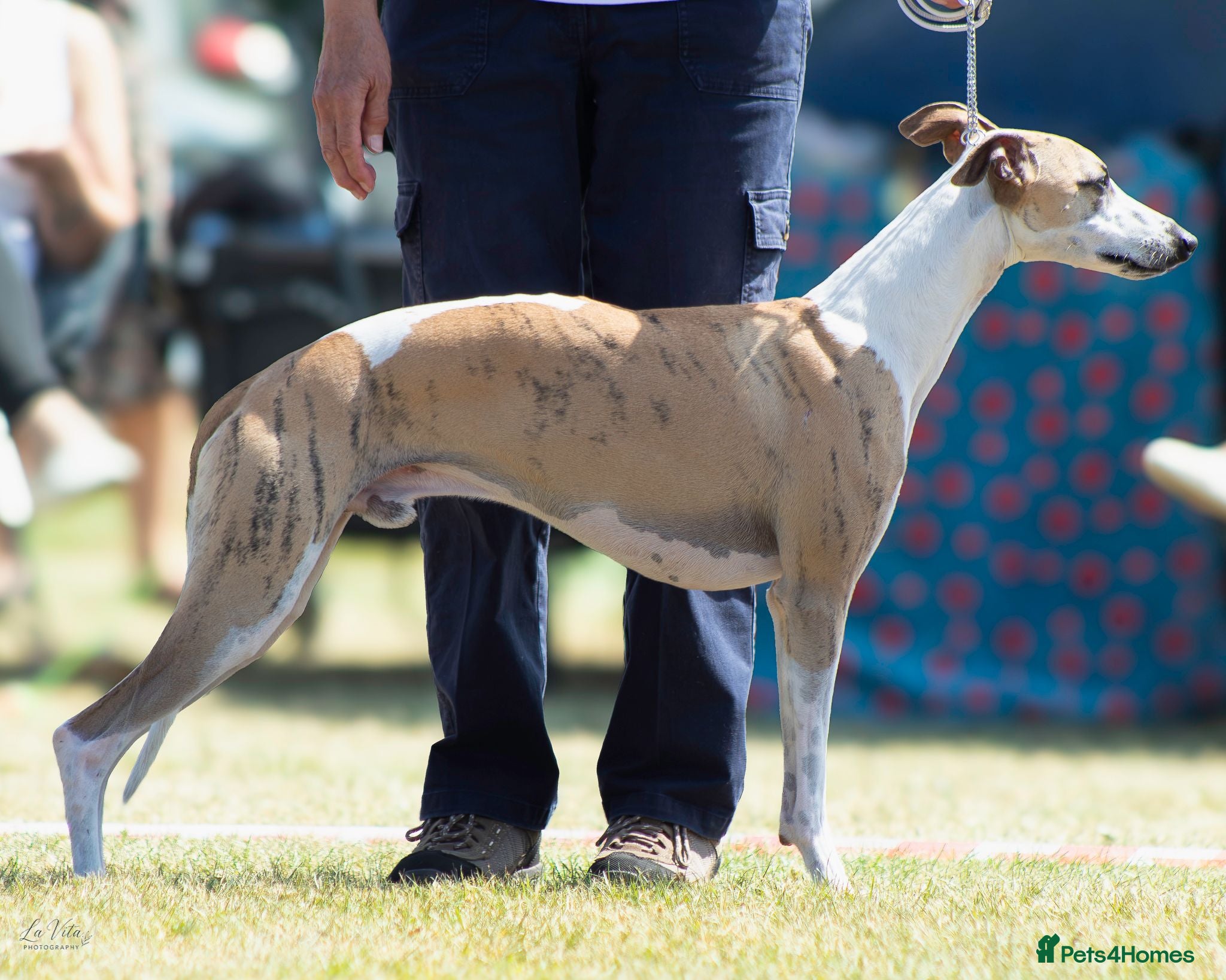 Whippet dogs Flerrow Rydings Romances - Advert 4