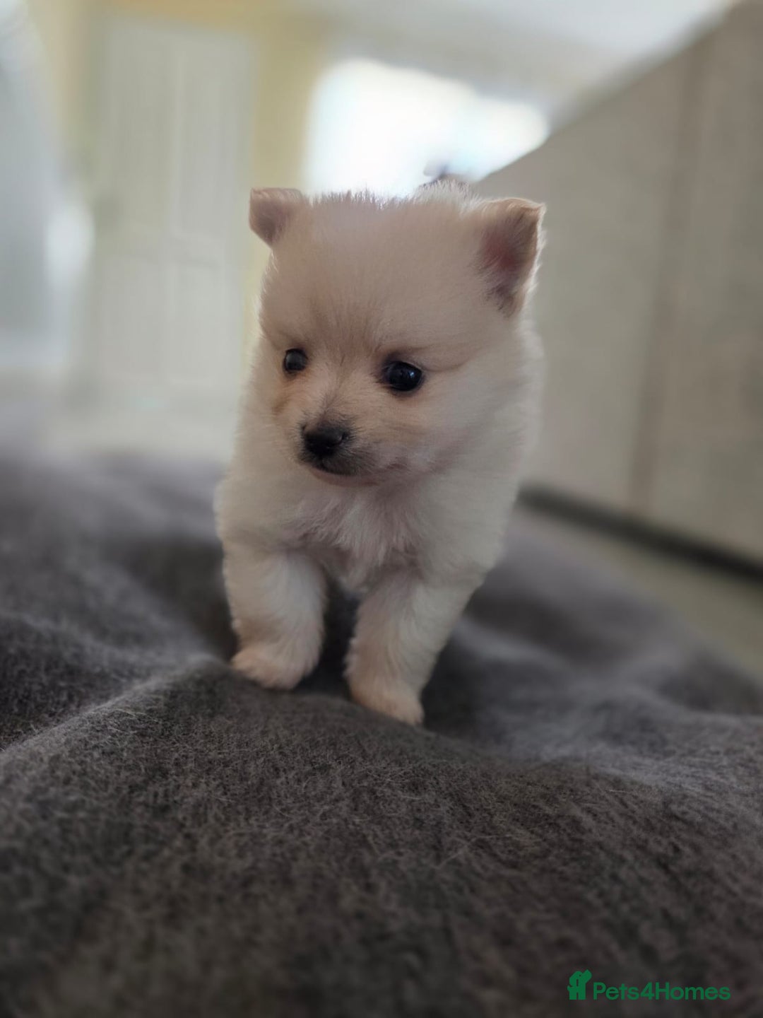 Pomeranian dogs for sale: Beautiful Pomeranian Puppies - Advert 7