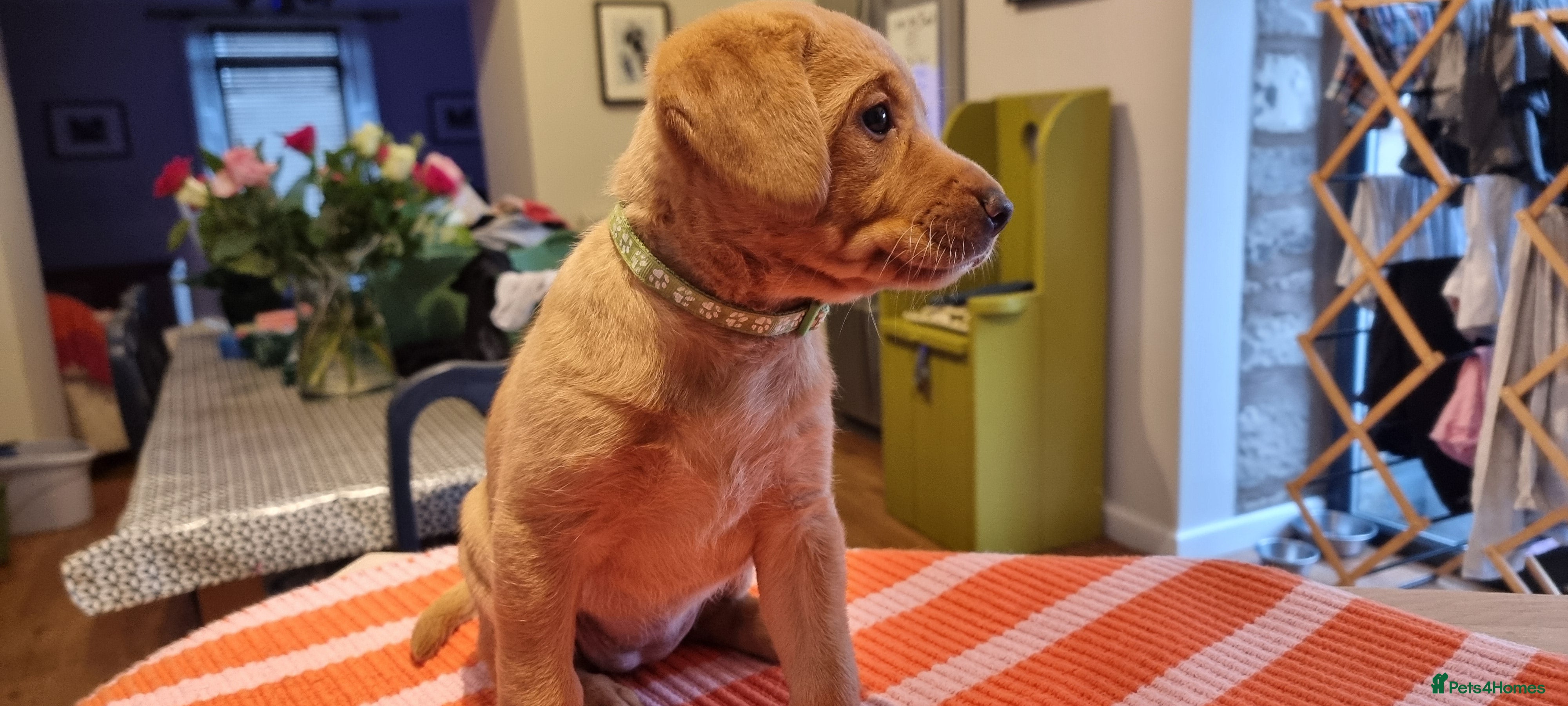 Labrador Retriever dogs Fox Red Labrador Retriever puppies - £1,200. - Advert 1