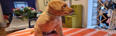 Labrador Retriever 3