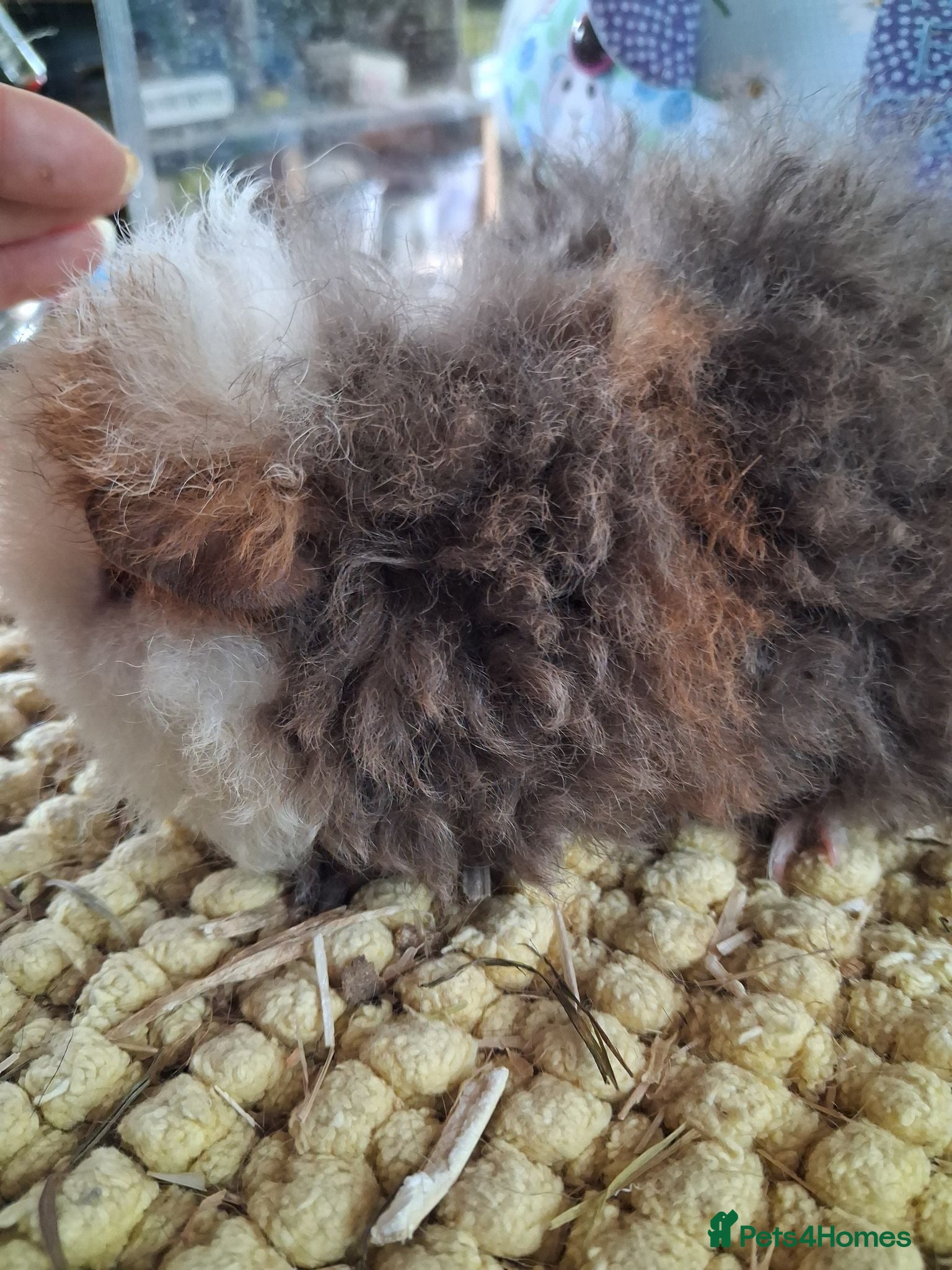Guinea Pig rodents Beautiful Texel and Merino boars  - Advert 1