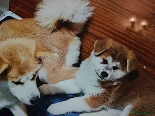 Japanese Akita Inu dogs RCK Registered Japanese Akita Inu Red Puppy Female - Advert 2