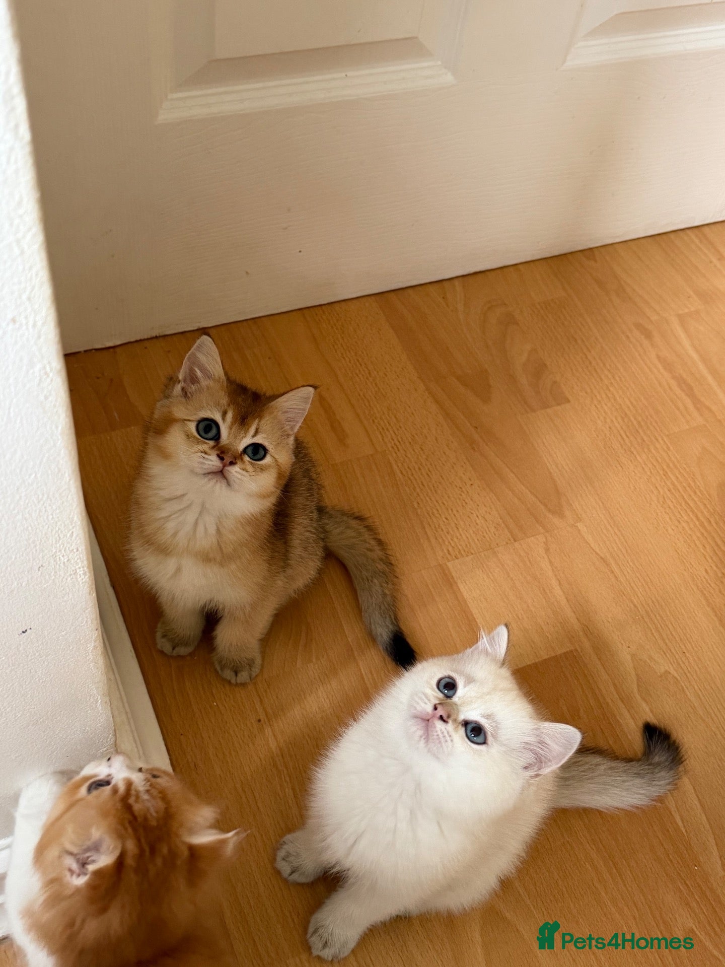 British Longhair cats for sale:  NY12 GOLDENSHADED White colour point  - Advert 15