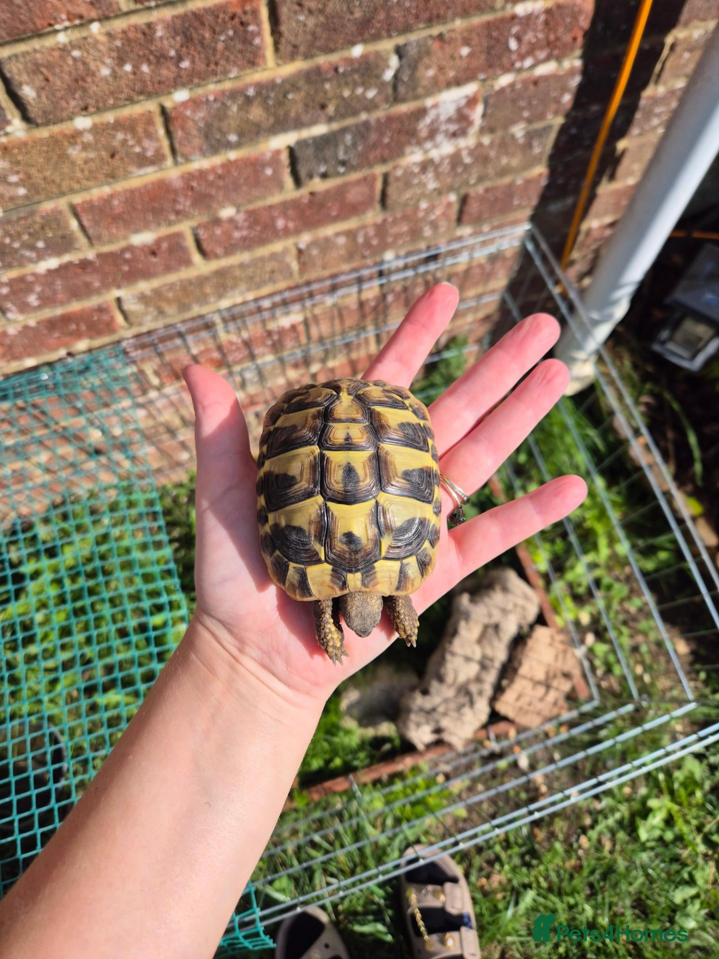 Hermann Tortoise reptiles Hermanns Tortoise & Set Up - Advert 7