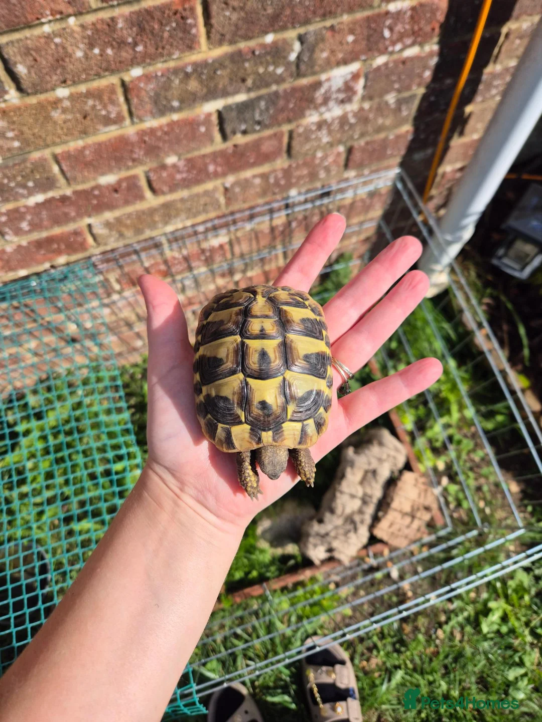 Hermann Tortoise reptiles for sale: Hermanns Tortoise & Set Up in Salisbury - Advert 1