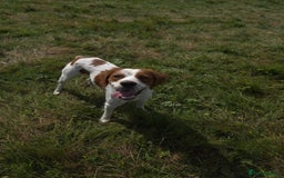 Brittany Spaniel dogs for adoption: Danny is a lovely  boy looking for the best home  - Image 7