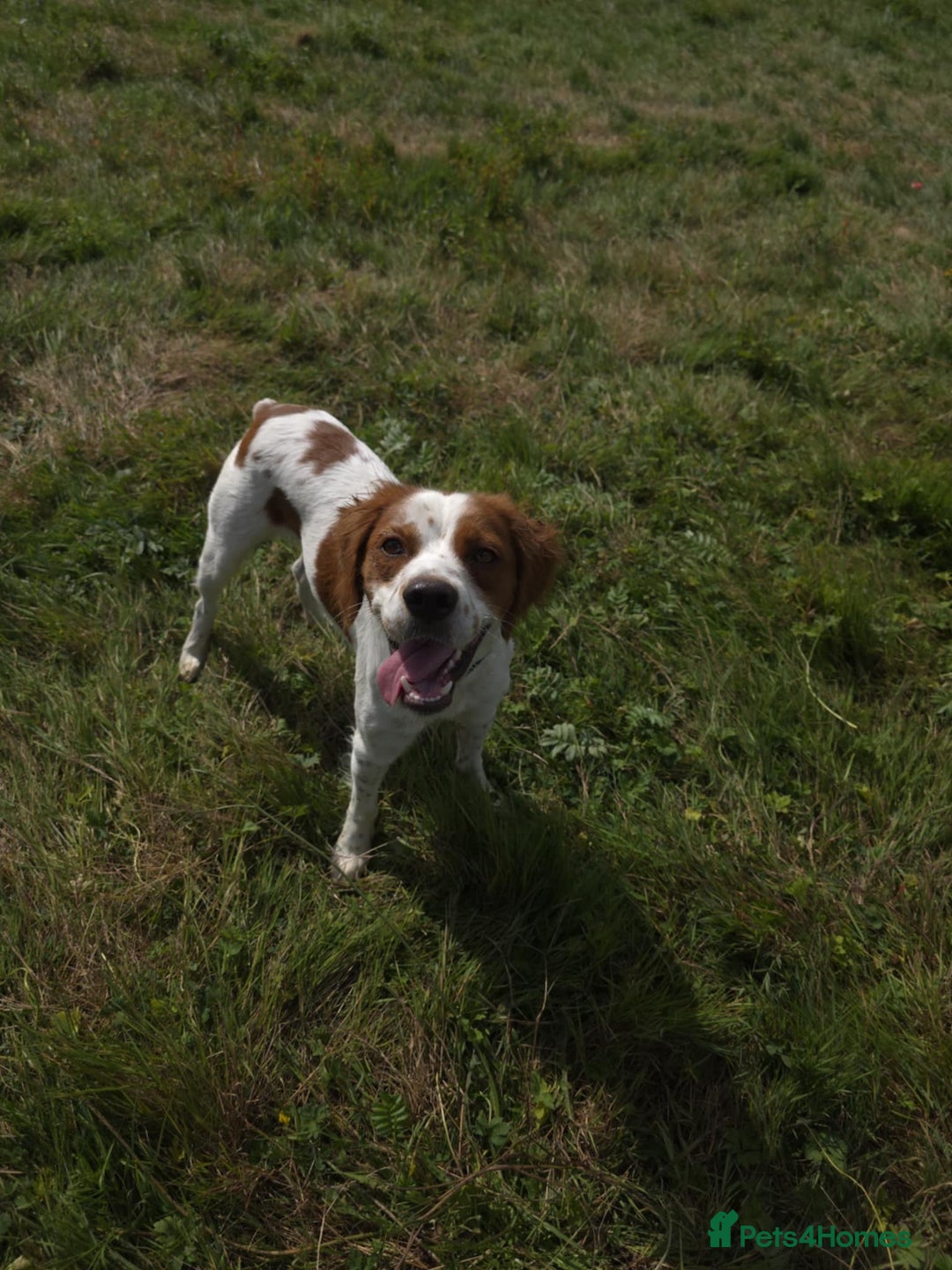 Brittany Spaniel dogs for adoption: Danny is a lovely  boy looking for the best home  - Image 7