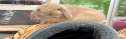 Mini Lop rabbits for sale: 3 pure bred mini lops - Advert 26
