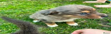 Border Collie 2