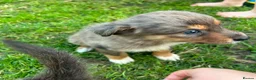 Border Collie dogs for sale: 6 blue merle border collies puppys  - Advert 6