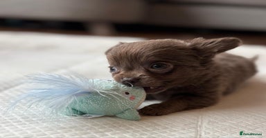 Chihuahua dogs - Advert 6