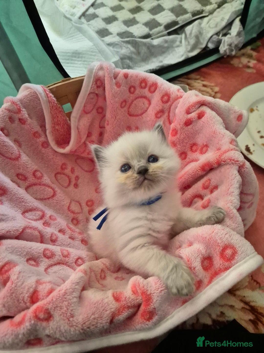 Ragdoll cats for sale: Beautiful Ragdoll Kittens, GCCF & Tica Registered - Image 7