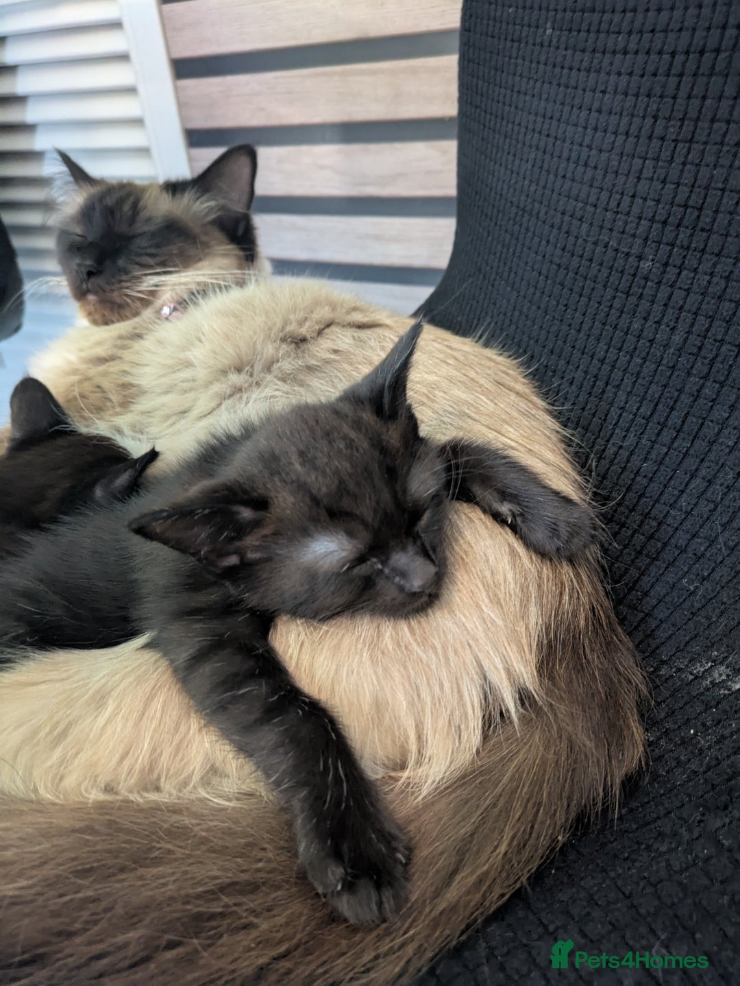 Ragdoll cats for sale: Cross breed ragdoll kittens  - Image 16