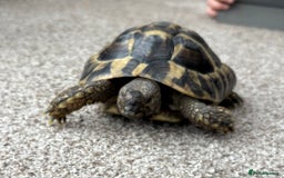 Tortoise reptiles for sale: Herman tortoise  - Advert 5