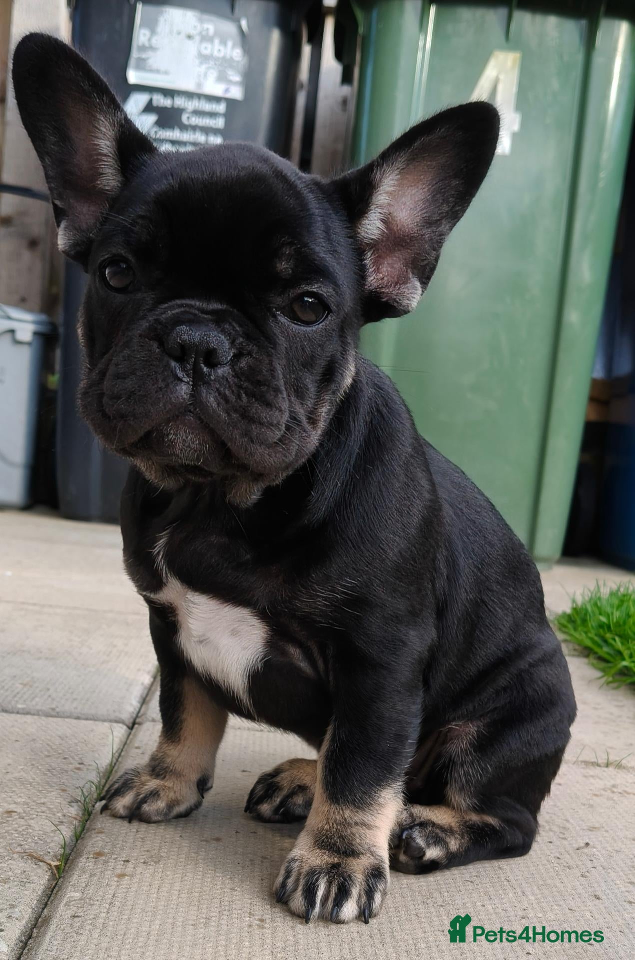 French Bulldog dogs French bulldogs puppies for sale,KC registered  - Advert 18