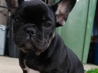 French Bulldog dogs French bulldogs puppies for sale,KC registered - Advert 18