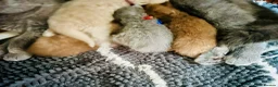 British Longhair cats for sale: Chunky BLH Chocolate Boy - Advert 11