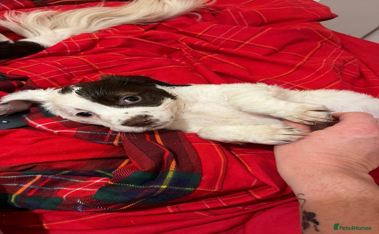 Sprocker dogs Sprocker puppies 5 beautiful girls  - Advert 2