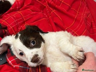 Sprocker dogs Sprocker puppies 5 beautiful girls - Advert 3