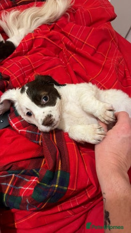 Sprocker dogs Sprocker puppies 5 beautiful girls - Advert 2