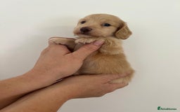 Miniature Dachshund dogs for sale: Miniature long hair dachshunds  - Image 11