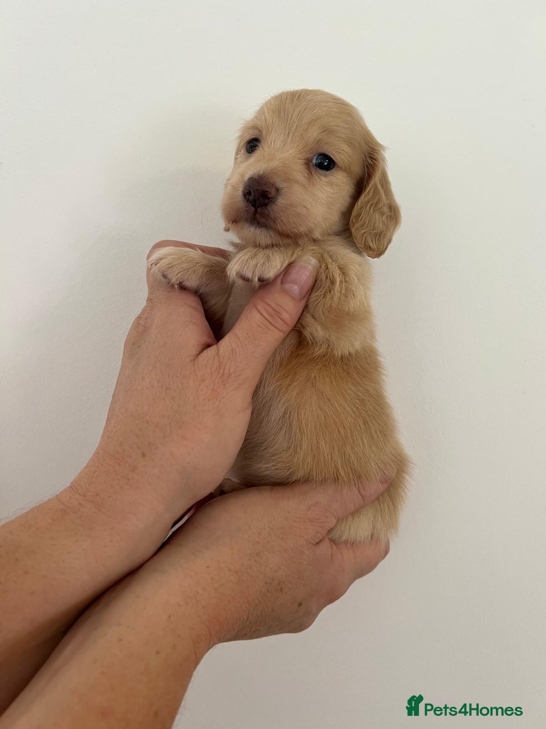 Miniature Dachshund dogs for sale: Miniature long hair dachshunds  - Image 11