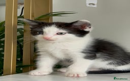 British Shorthair cats for sale: 3: beautiful kitten looking for new home in Slough - Image 1